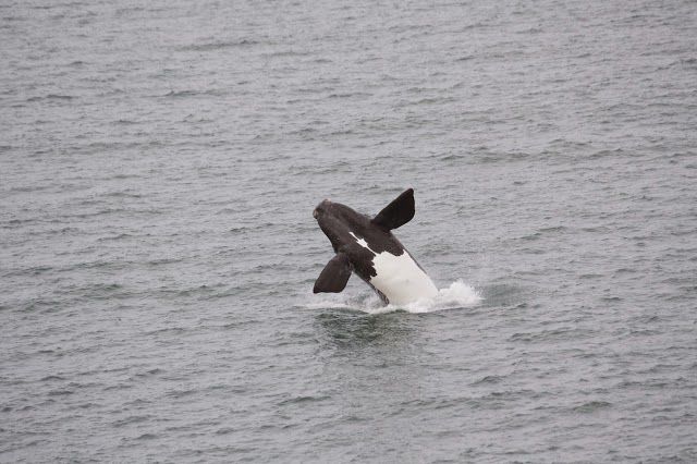 South Australia Whale Centre